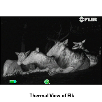 Thermal view of four elk in the dark.
