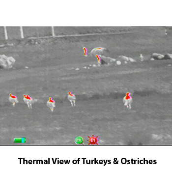 Thermal view of turkeys and ostriches.