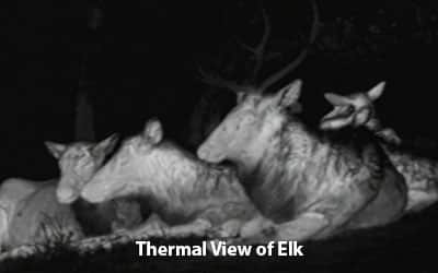 Thermal View of Elk