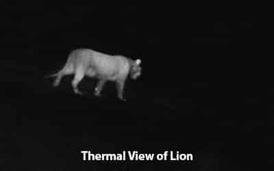 Thermal View of Lion