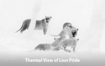 Thermal View of Lion Pride