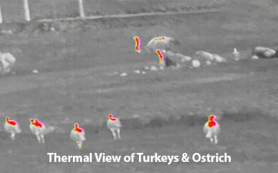 Thermal View of Turkeys and Ostrich
