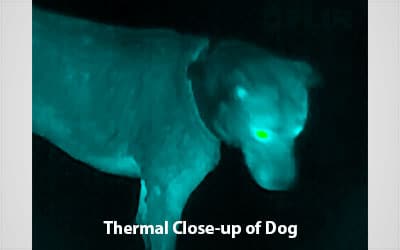 FLIR Scout TK thermal view close-up of dog