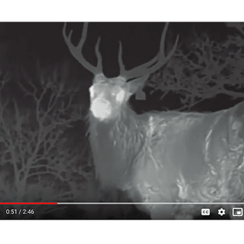 Thermal image of a deer at night.