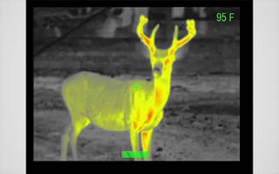 Actual thermal image of a deer taken using the Visimid Phoenix X320/X640 Handheld Thermal Scope