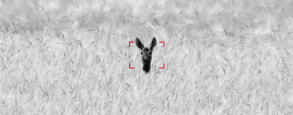 Hot tracking image showing dears head peaking above grass in a field